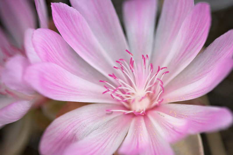 Lewisia rediviva