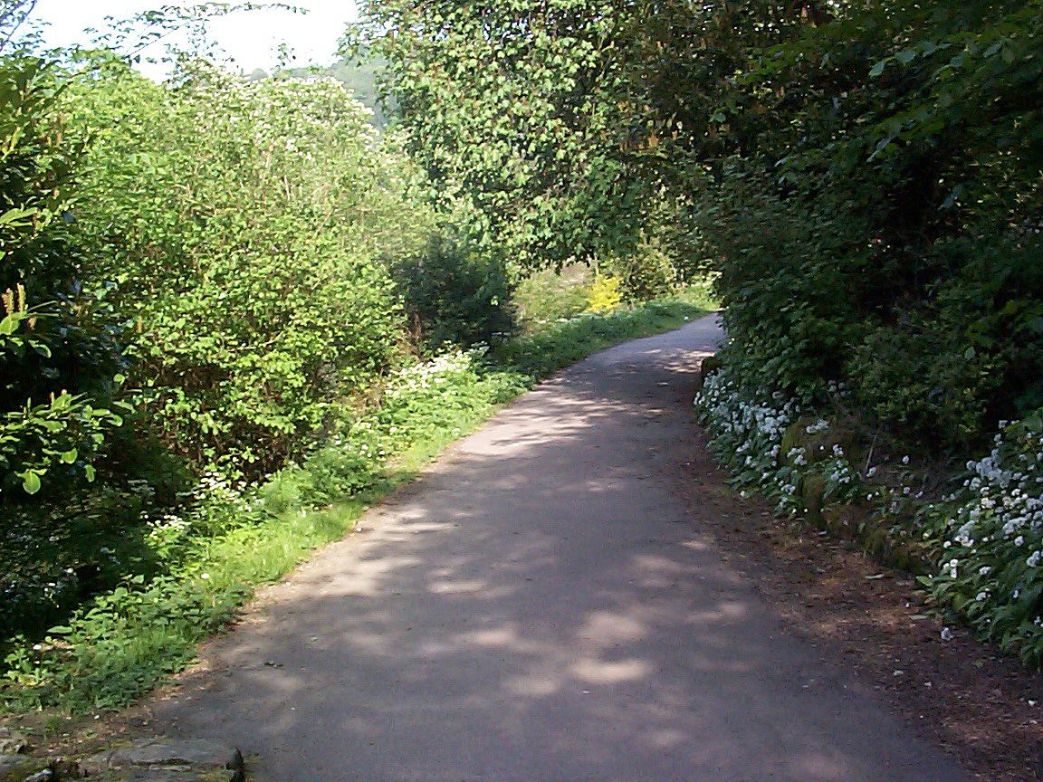 path through the woods